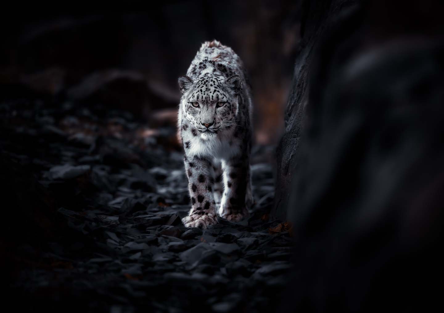 © Christopher Johnson, United Kingdom, entry, Open Competition, Natural World & Wildlife, 2026 Sony World Photography Awards