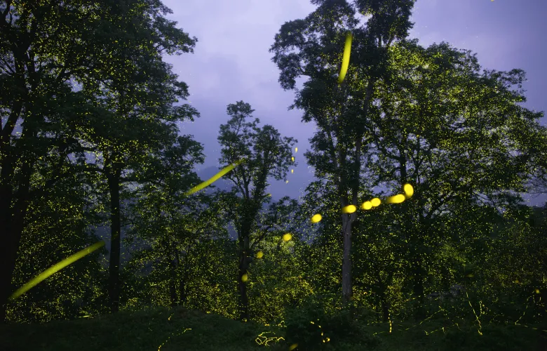 © Sriram Murali, India, Shortlist, Professional competition, Wildlife & Nature, 2023 Sony World Photography Awards