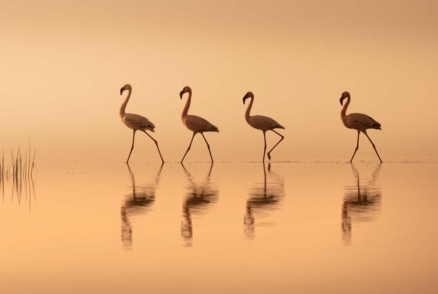 © Ye Qing, China Mainland, entry, Open Competition, Natural World & Wildlife, 2026 Sony World Photography Awards