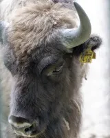 Male Named Homas