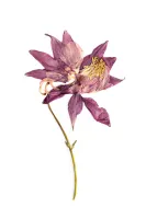 Pressed Flower