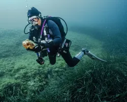 Replanting Corals in the Mediterranean